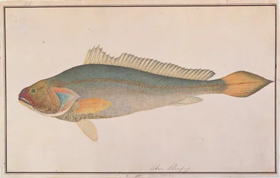 Croaker de bronze, de desenhos de peixes de Malaca, c.1805-18 (wc no papel)